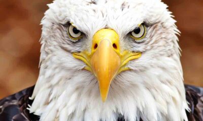 Bald Eagle looking strong.