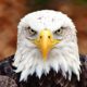 Bald Eagle looking strong.